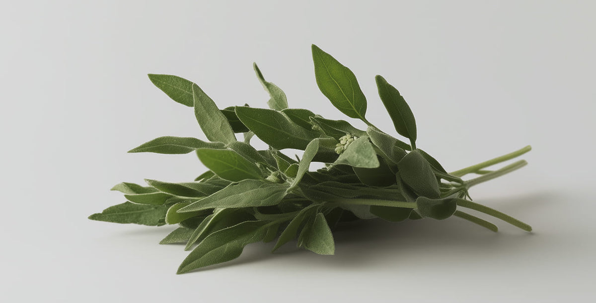 Stevia ist ein pflanzlicher Süßstoff, der ohne Kalorien auskommt und natürlich gewonnen wird.